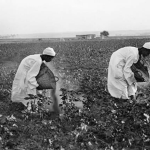 Cotton field in Egypt, 1922